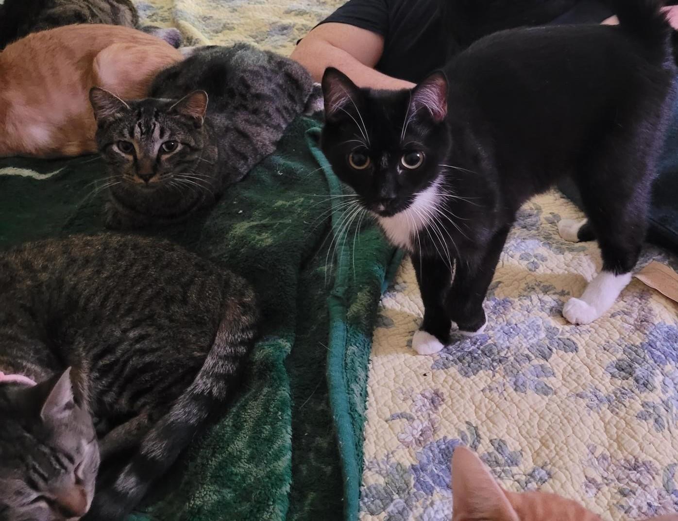 Becca,, Adoptable, Adult Female Domestic Short Hair.