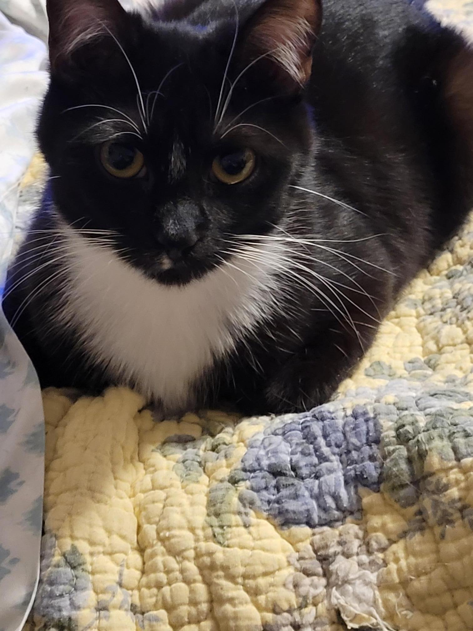 Enlarge Becca,, a Adoptable mixed breed in Toledo, OR image 3/3