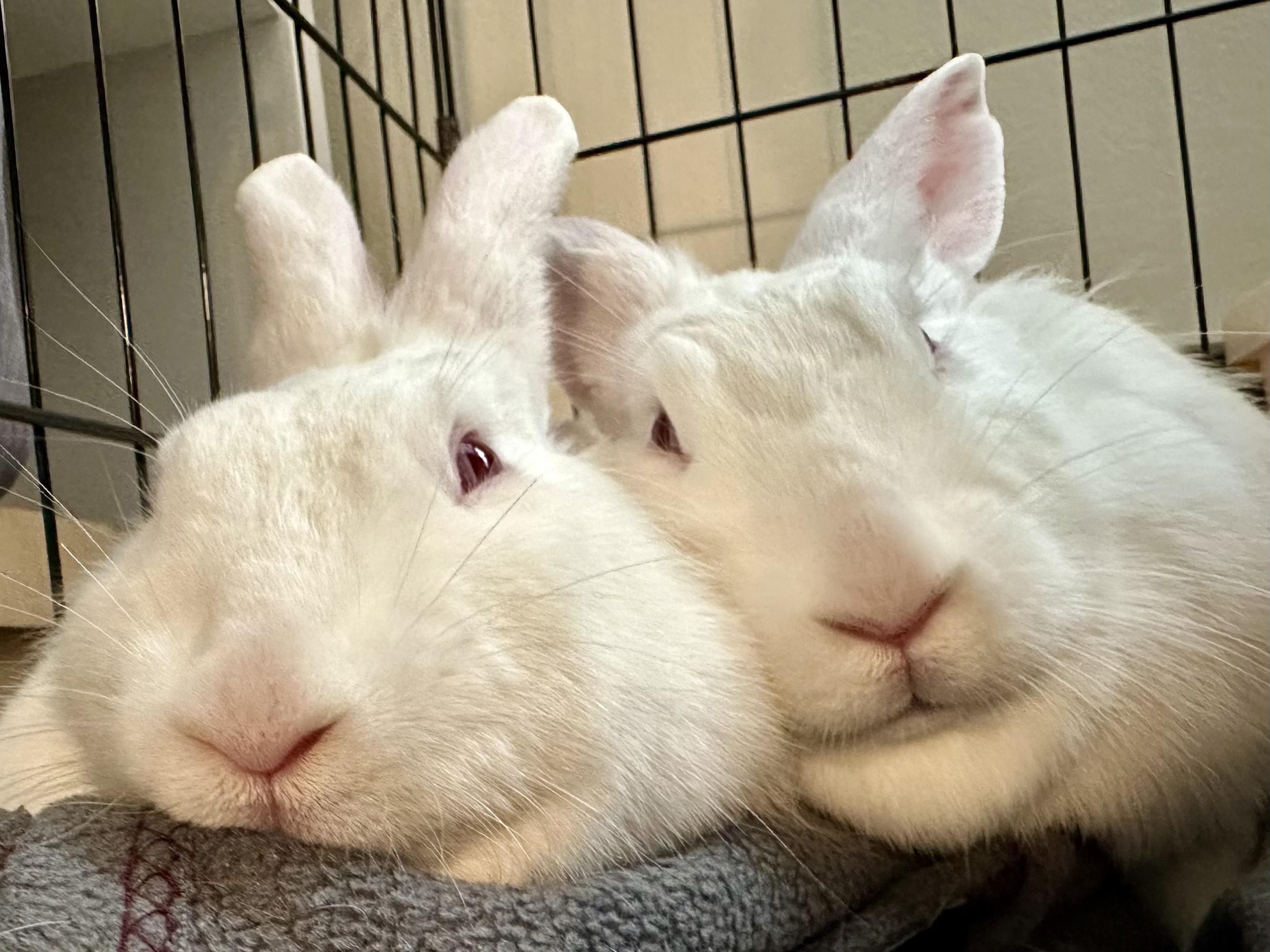 Marsh and Mellow, a Adoptable Holland Lop in New York, NY image 1/4