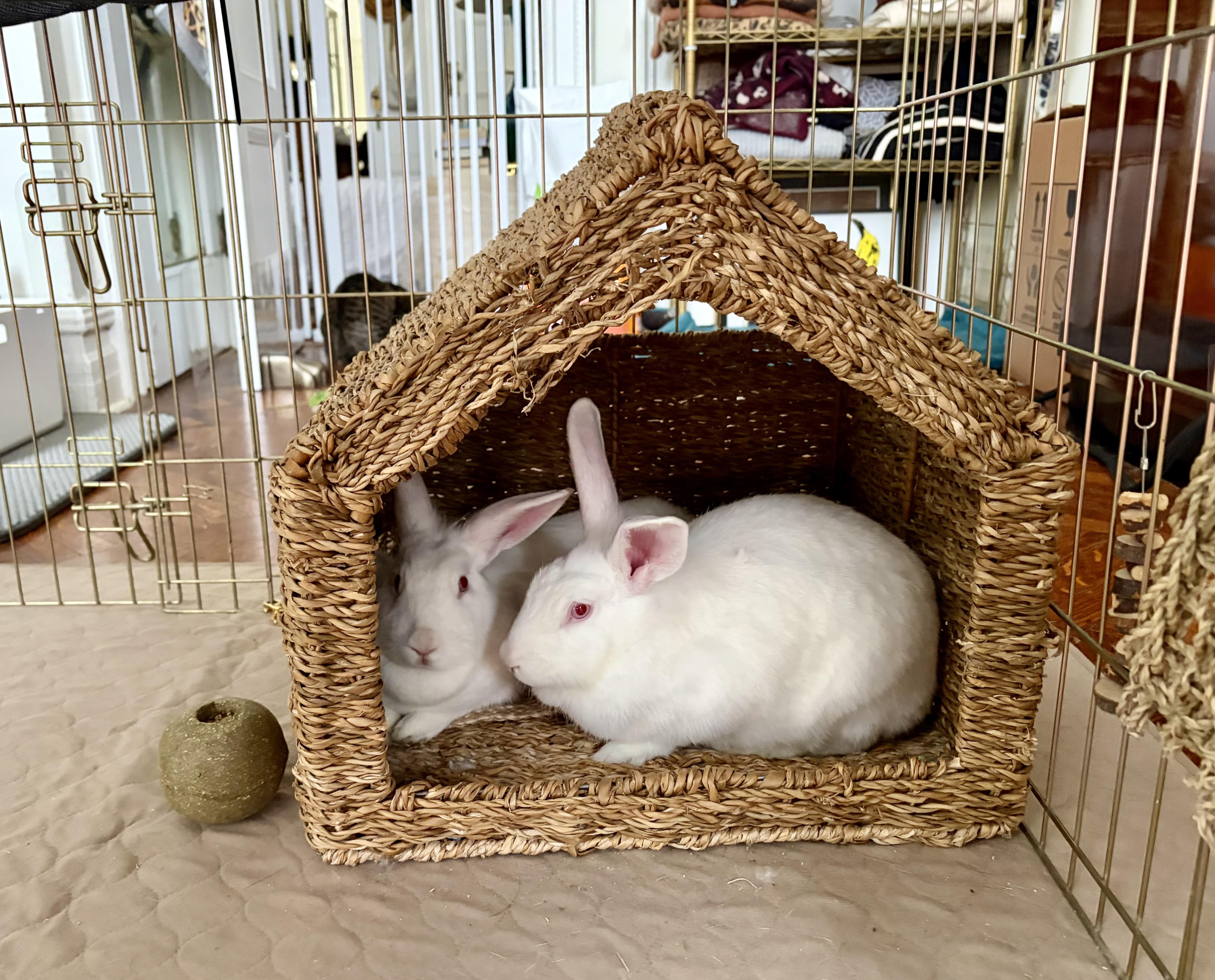 Marsh and Mellow, a Adoptable Holland Lop in New York, NY image 3/4