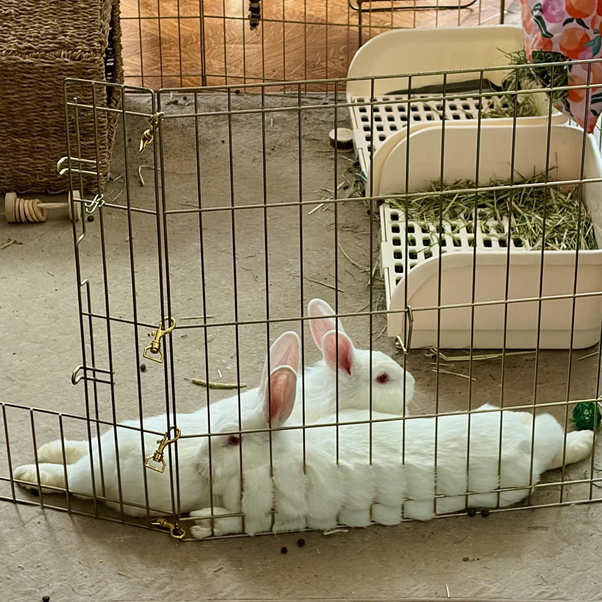 Marsh and Mellow, a Adoptable Holland Lop in New York, NY image 4/4