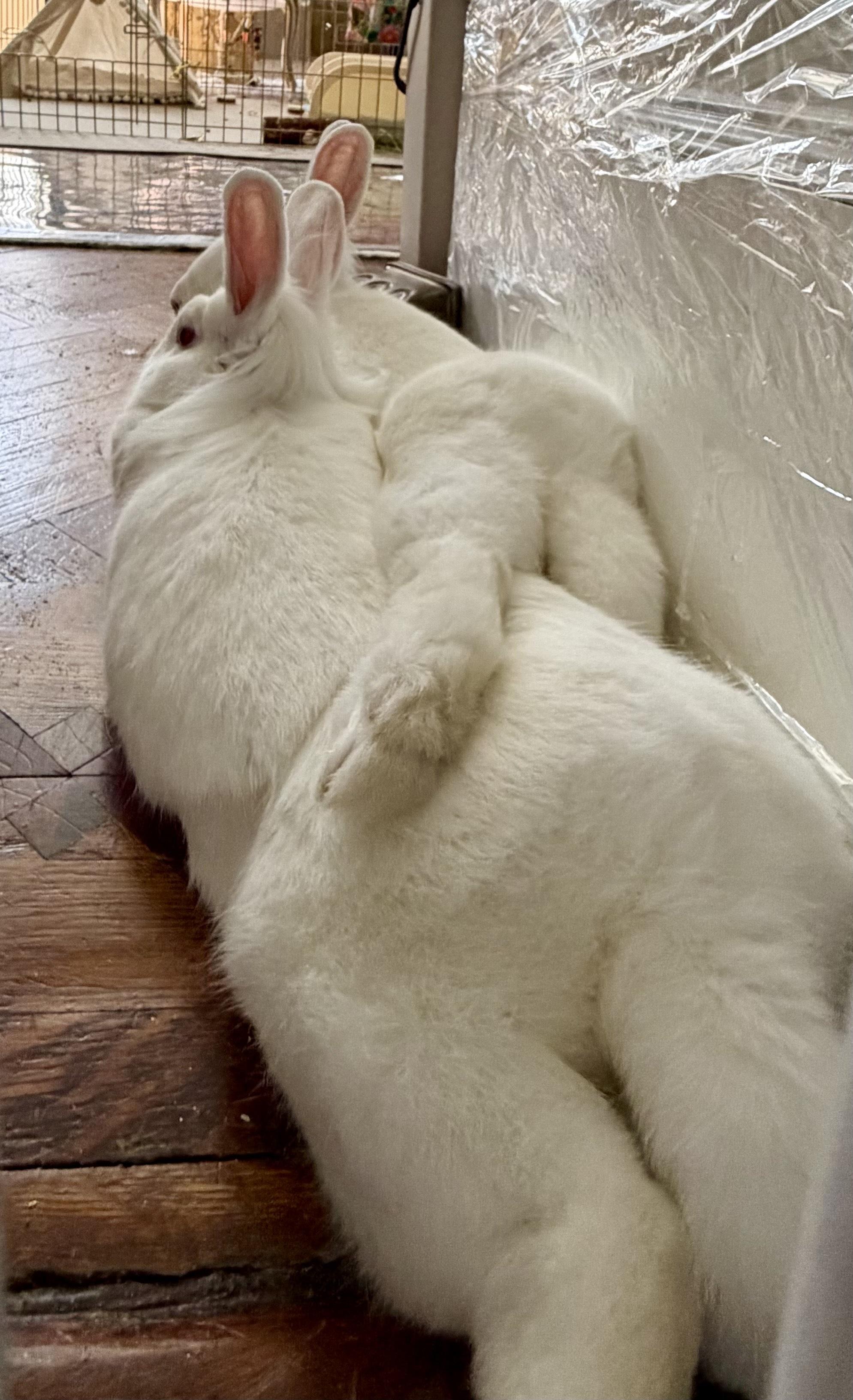 Enlarge Marsh and Mellow, a Adoptable Holland Lop in New York, NY image 2/5