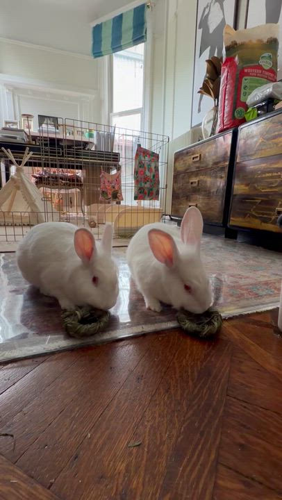 Enlarge Marsh and Mellow, a Adoptable Holland Lop in New York, NY video 3/5