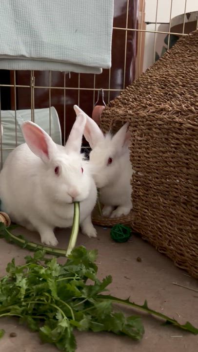 Enlarge Marsh and Mellow, a Adoptable Holland Lop in New York, NY video 2/4
