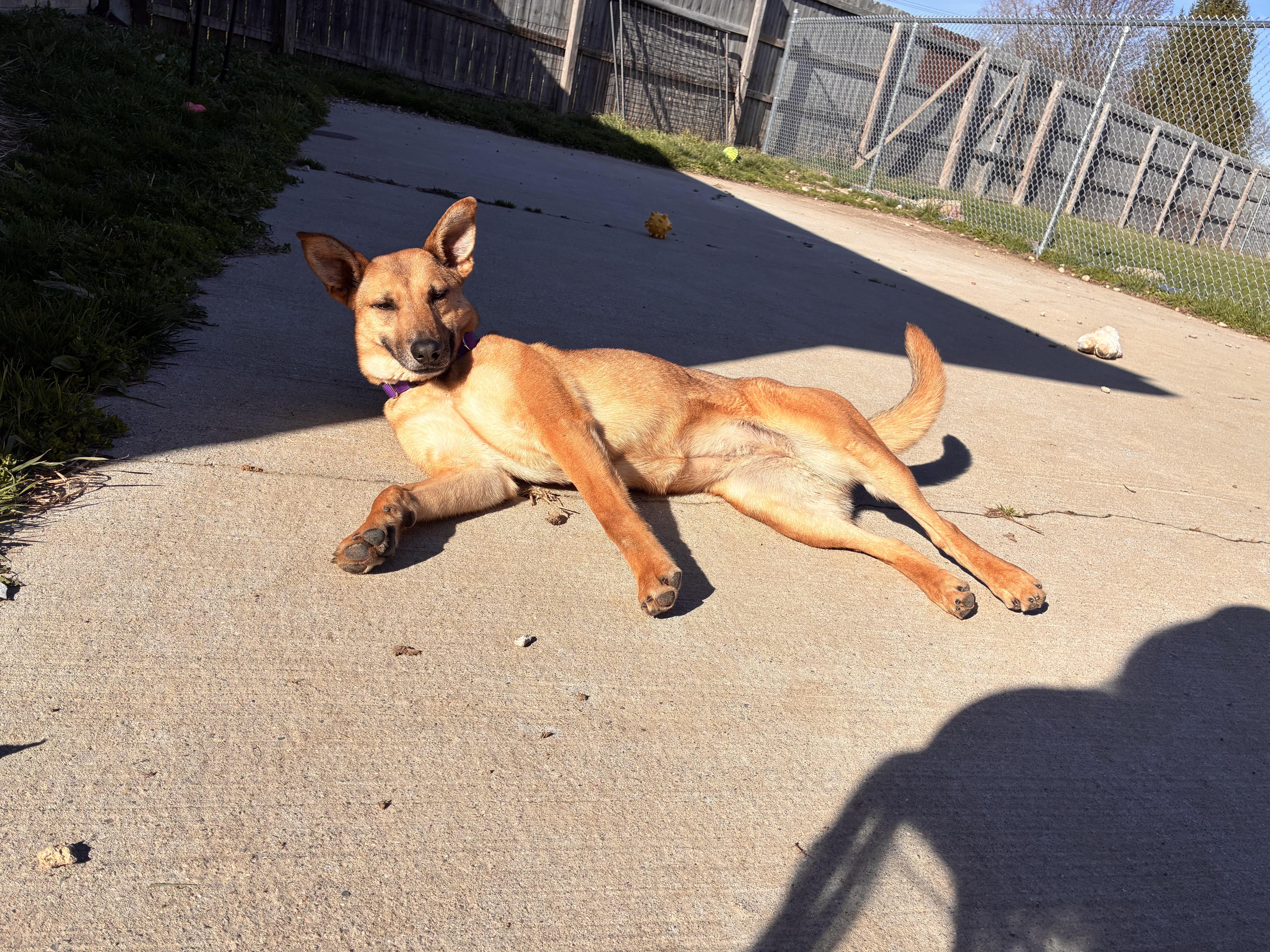 Enlarge Siggy, a ADOPTABLE mixed breed in Monroe, OH image 4/4