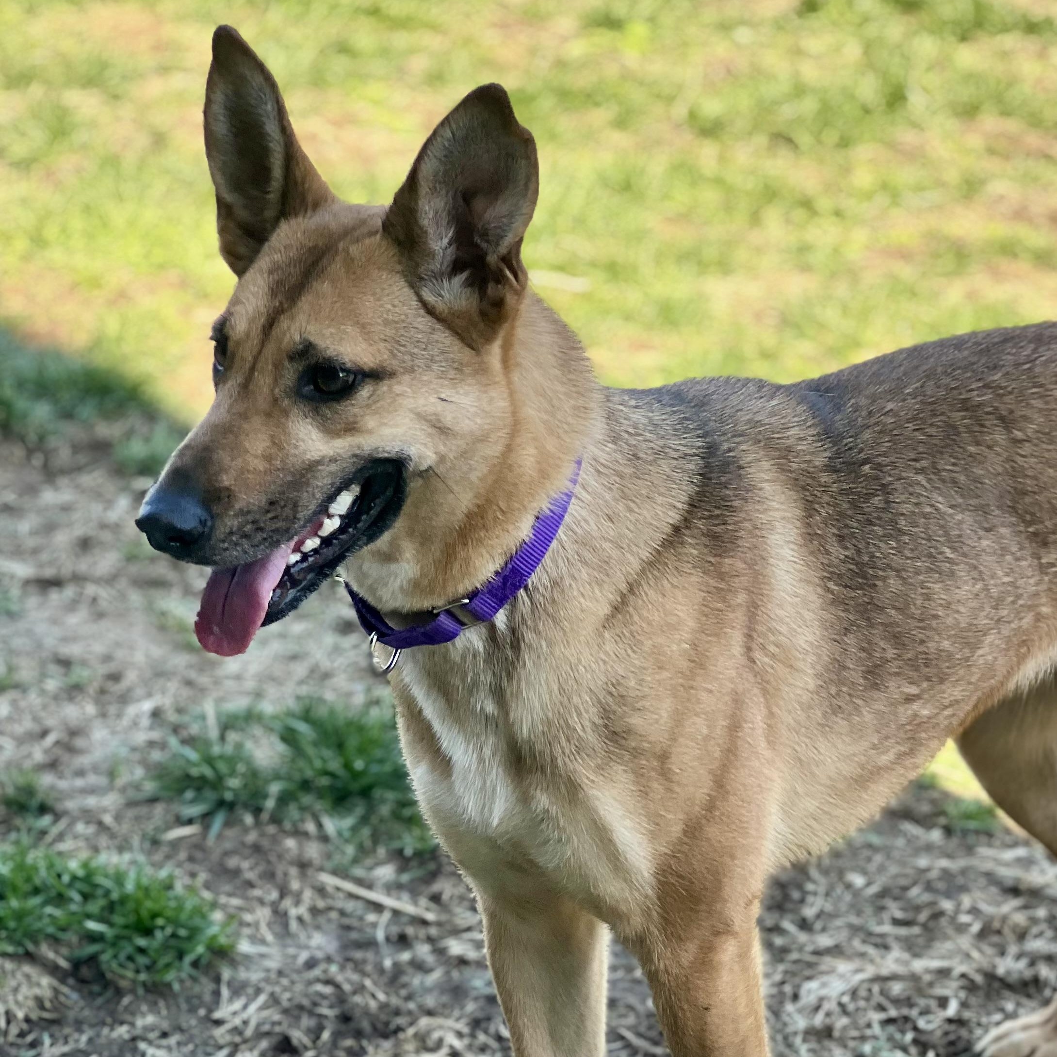 Enlarge Siggy, a ADOPTABLE mixed breed in Monroe, OH image 1/5