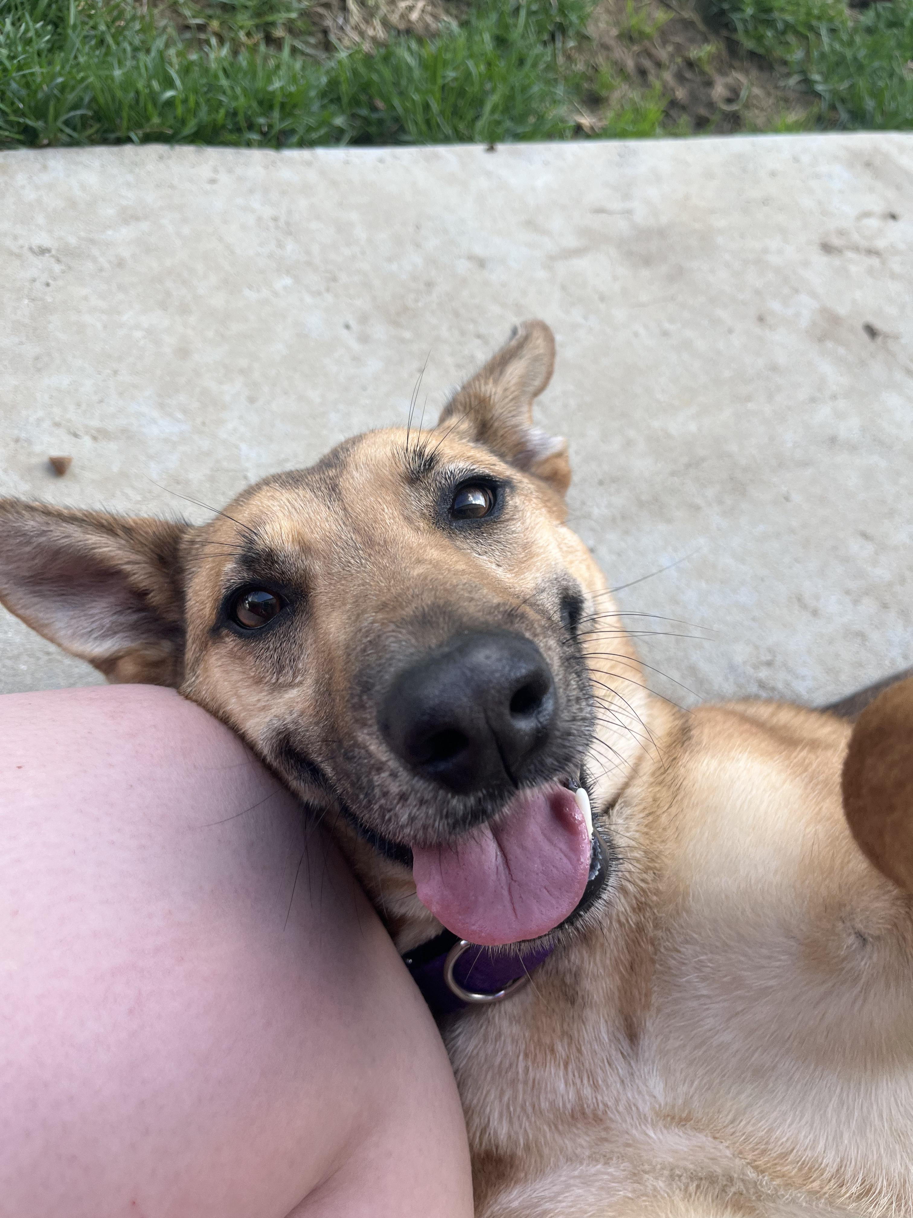 Enlarge Siggy, a ADOPTABLE mixed breed in Monroe, OH image 3/5