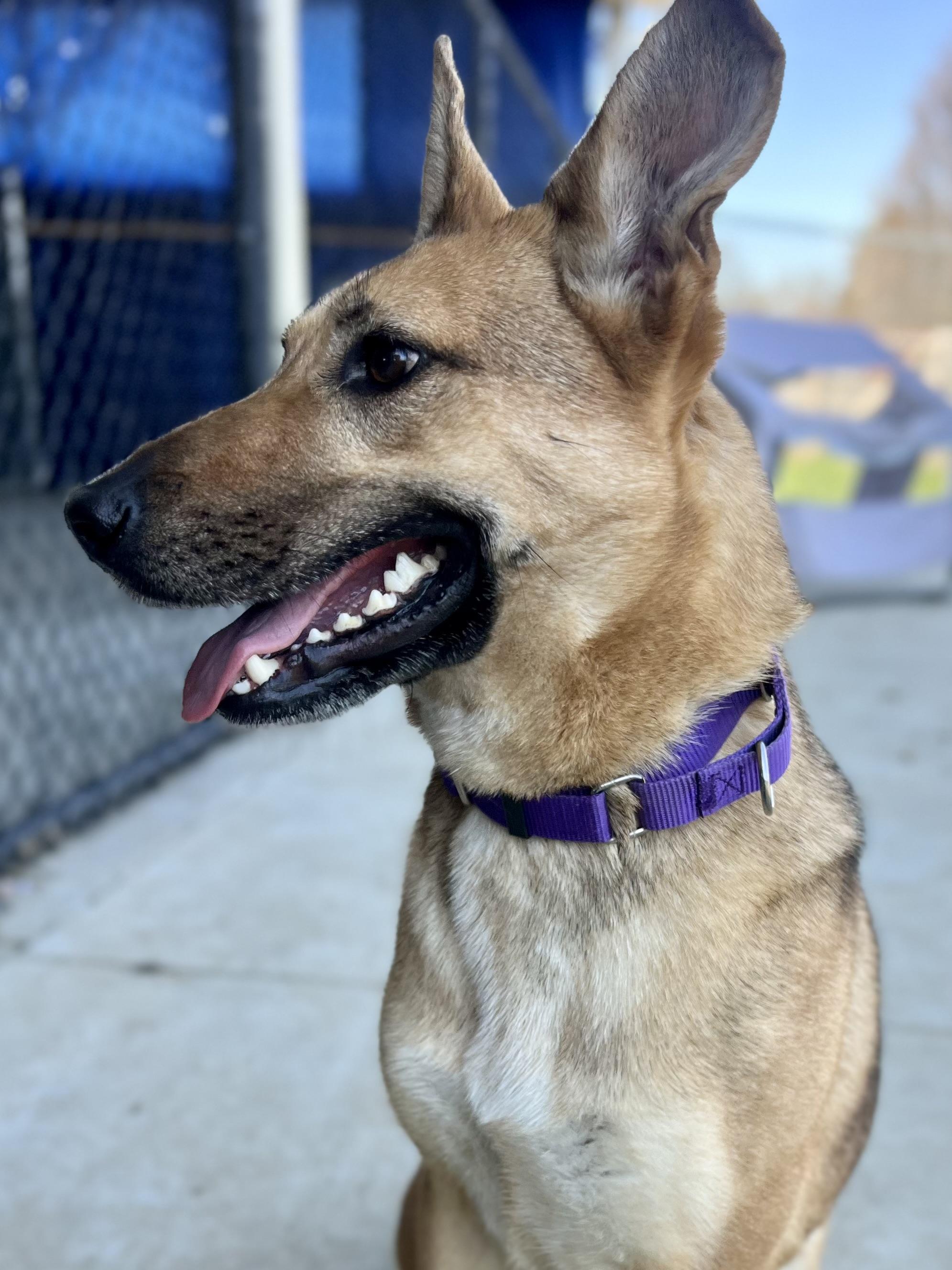 Enlarge Siggy, a ADOPTABLE mixed breed in Monroe, OH image 5/5