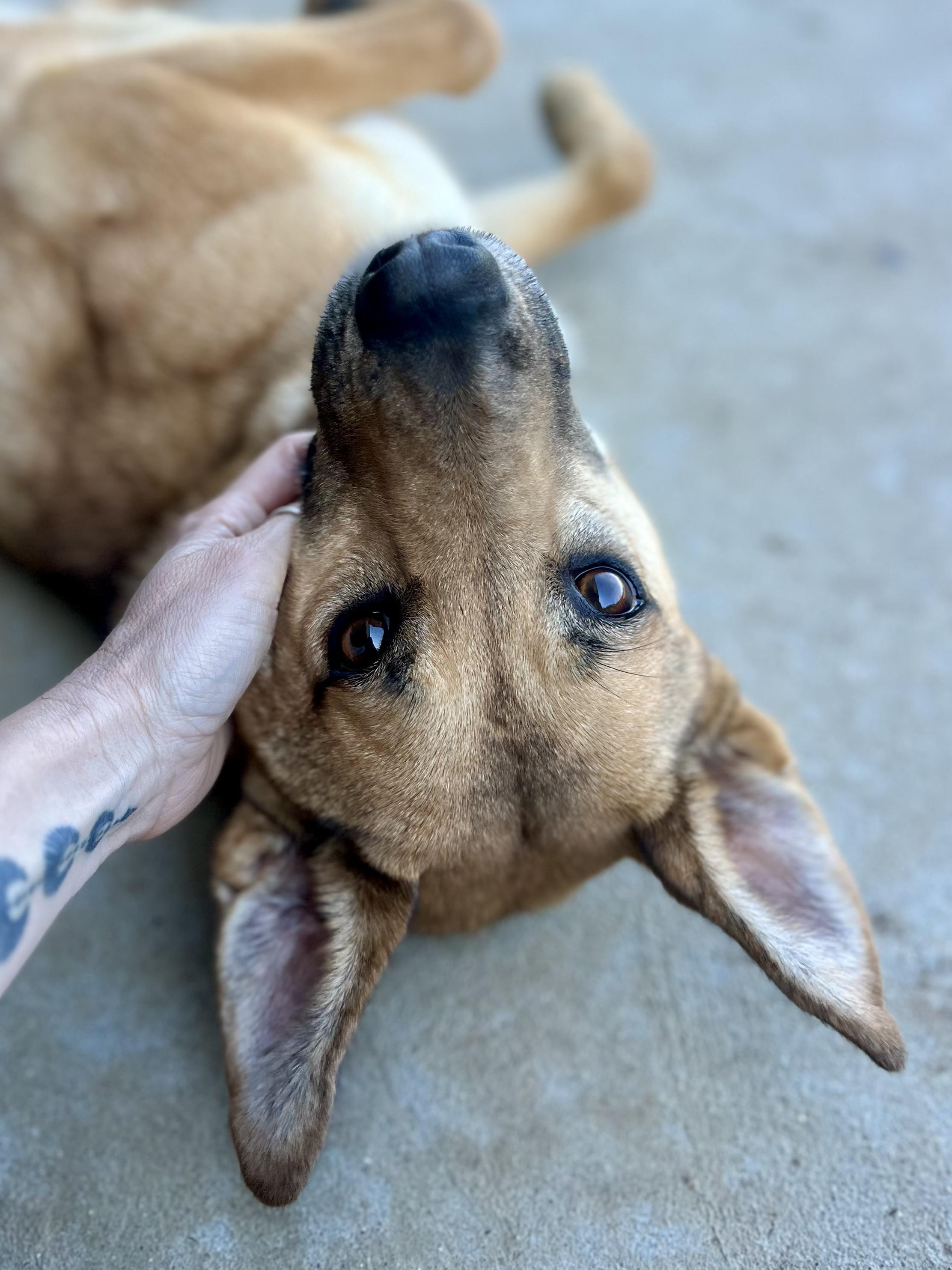 Enlarge Siggy, a ADOPTABLE mixed breed in Monroe, OH image 4/5