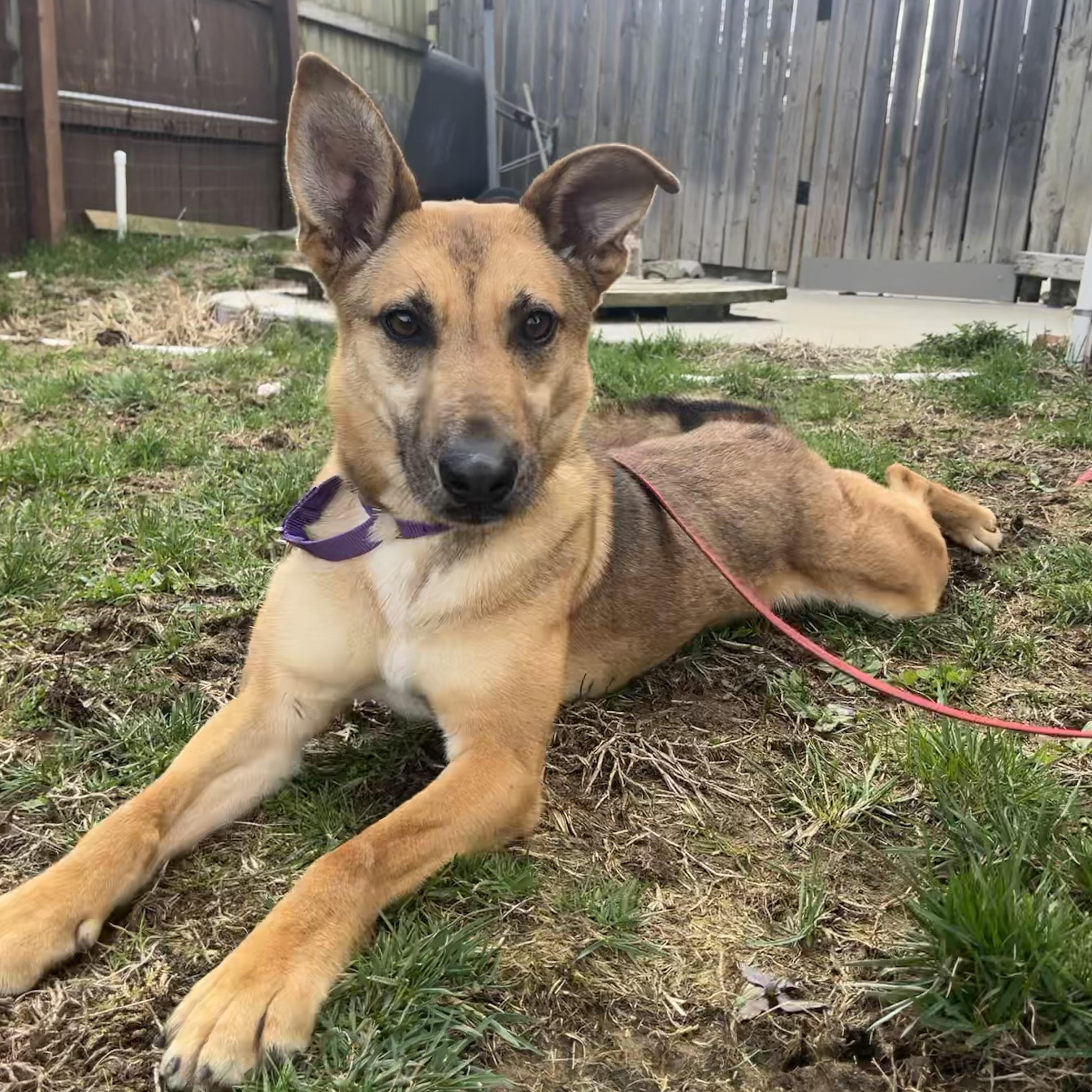 Enlarge Siggy, a ADOPTABLE mixed breed in Monroe, OH image 2/5