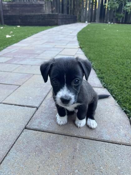 Enlarge 89 Backpack, a Adoptable mixed breed in Pleasanton, CA image 2/3