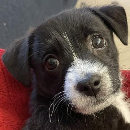 89 Backpack, Adoptable, Puppy Male Mixed Breed & Mixed Breed.