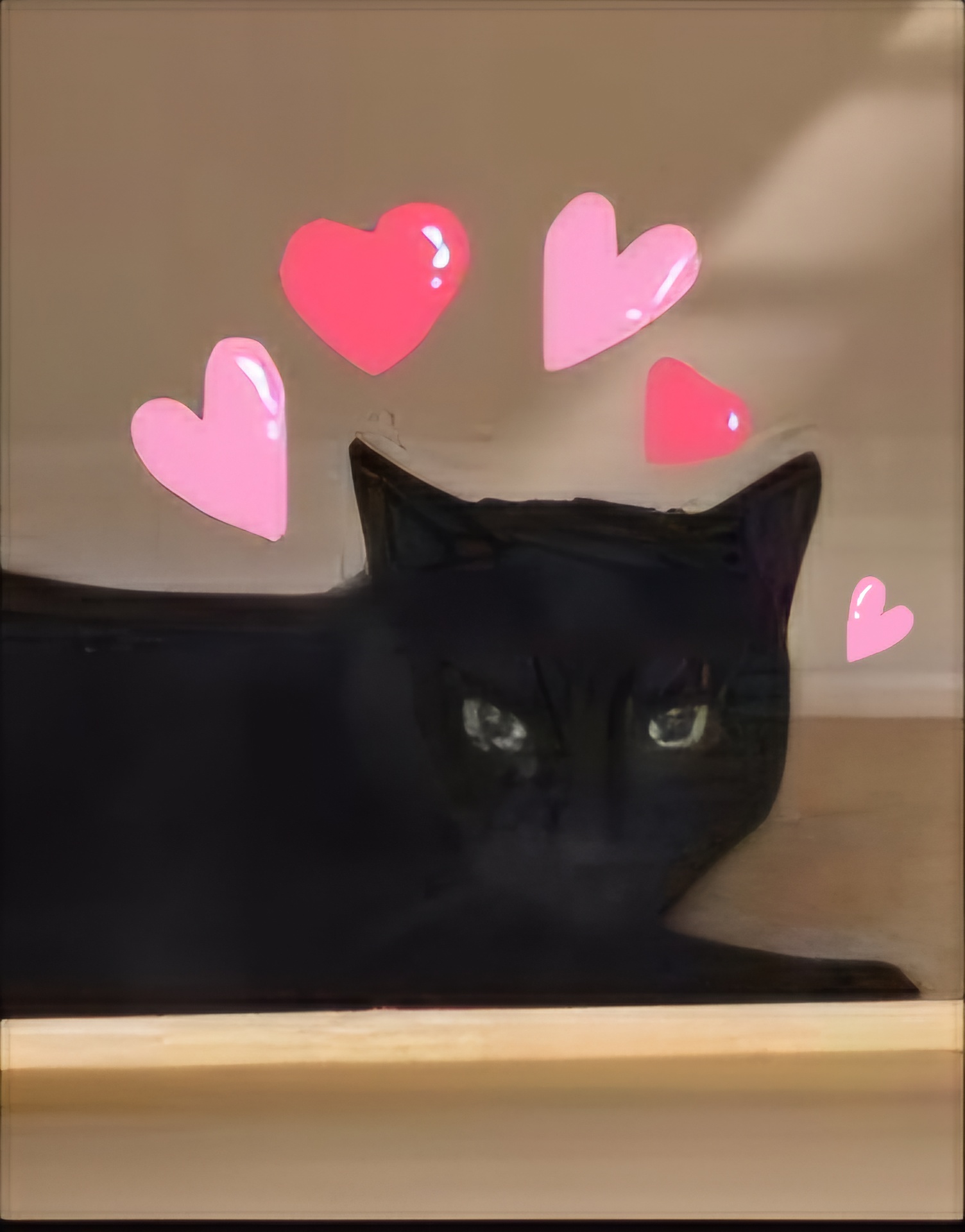 SNICKERS, a Adoptable Domestic Short Hair in Albany, NY image 1/3