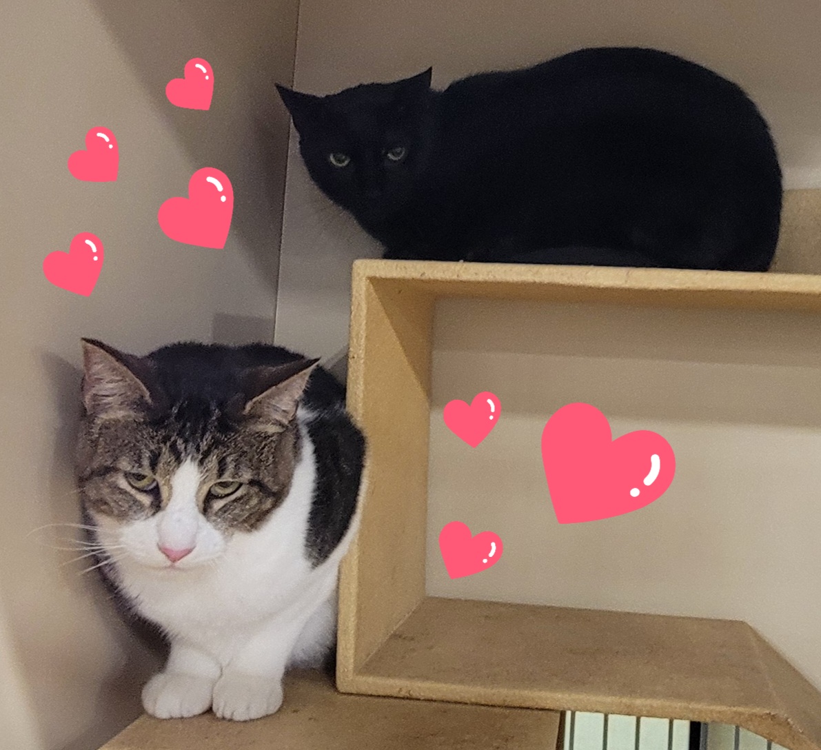 SNICKERS, a Adoptable Domestic Short Hair in Albany, NY image 2/3