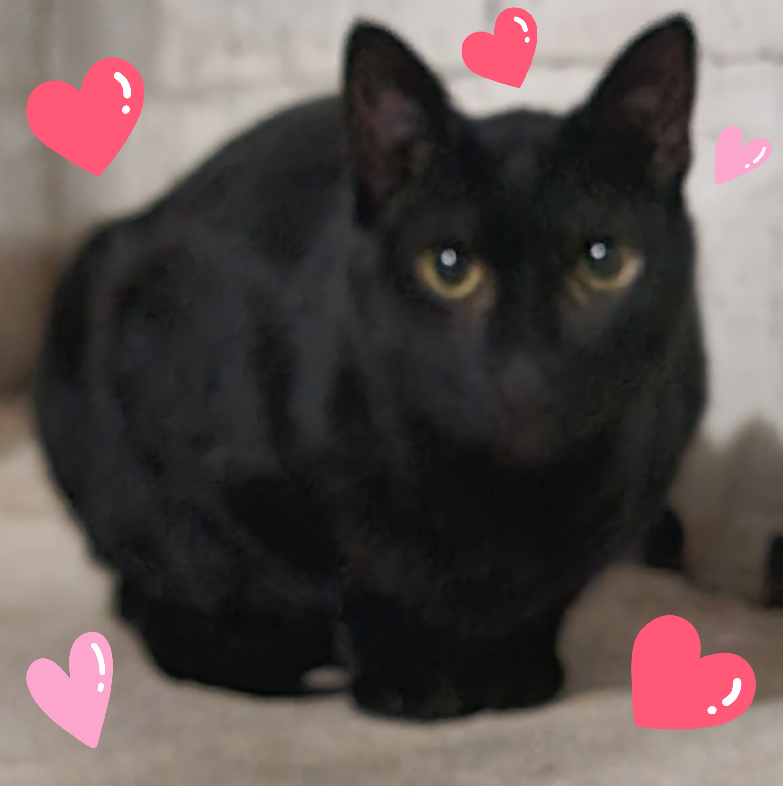 SNICKERS — thumbnail 3