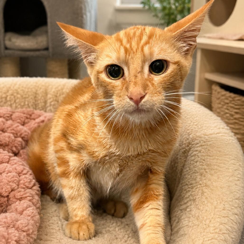 Enlarge Macaroni, a Adoptable Domestic Short Hair in Brea, CA image 2/2