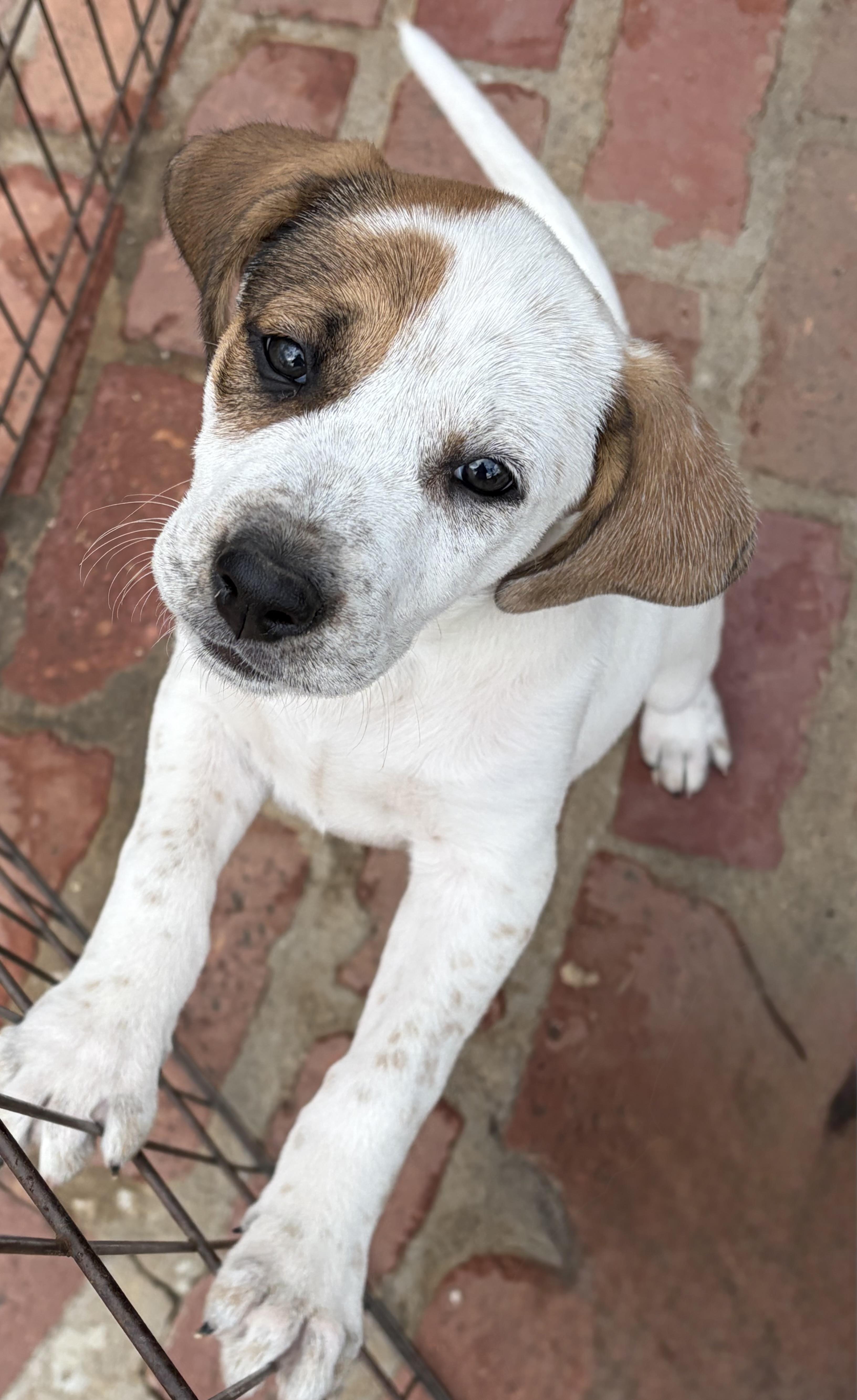 Enlarge LIZZY, a ADOPTABLE mixed breed in Dumont, NJ image 4/4