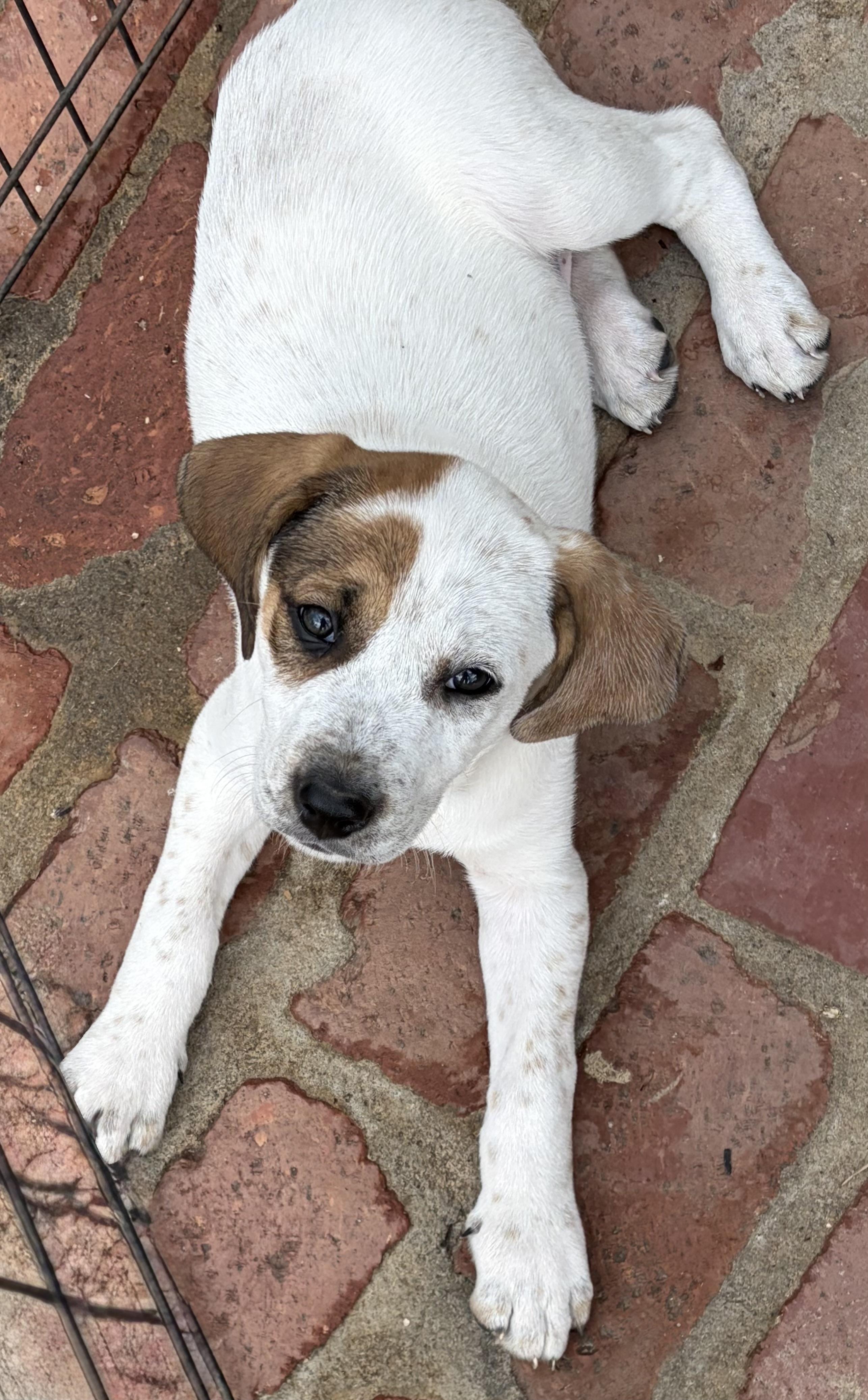 Enlarge LIZZY, a ADOPTABLE mixed breed in Dumont, NJ image 3/4