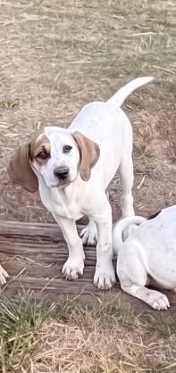 LIZZY, ADOPTABLE, Puppy Female Hound & Labrador Retriever.