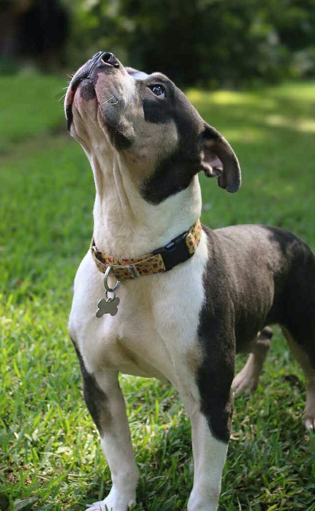 Enlarge Bertie, a Adoptable American Bulldog in Decatur, GA image 2/3