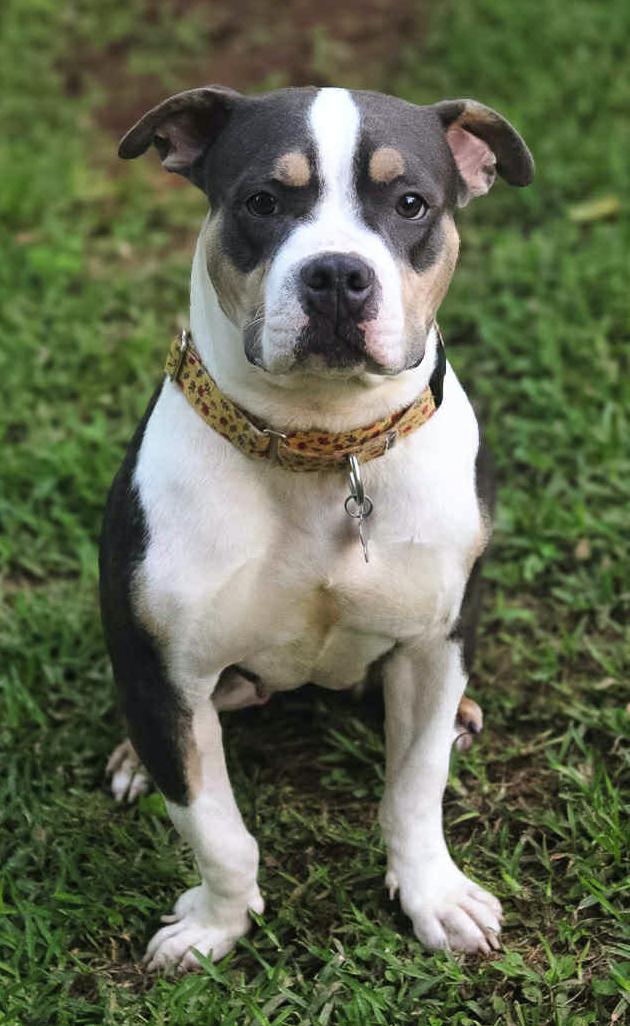 Enlarge Bertie, a Adoptable American Bulldog in Decatur, GA image 3/3