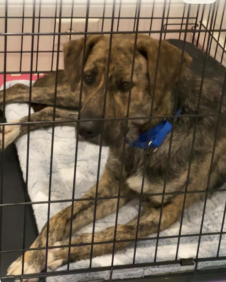 Lola, a Adoptable mixed breed in washington, DC image 5/6