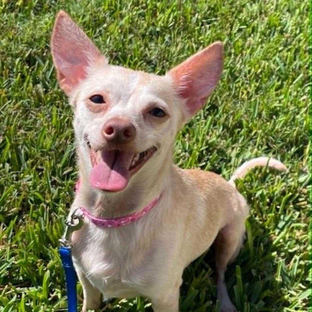 Enlarge Savannah (Bonded with Charlotte), a Adoptable mixed breed in TITUSVILLE, FL image 1/4