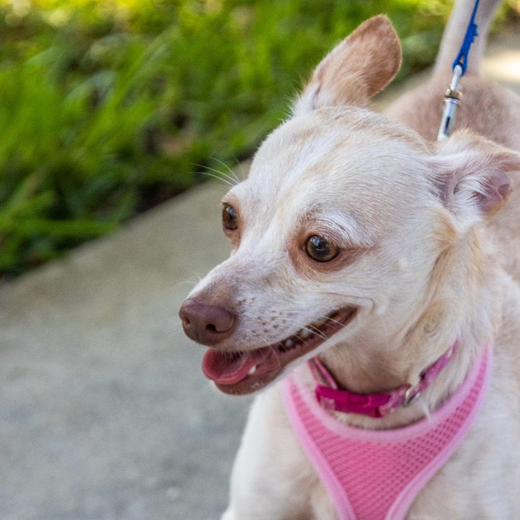 Enlarge Savannah (Bonded with Charlotte), a Adoptable mixed breed in TITUSVILLE, FL image 2/4