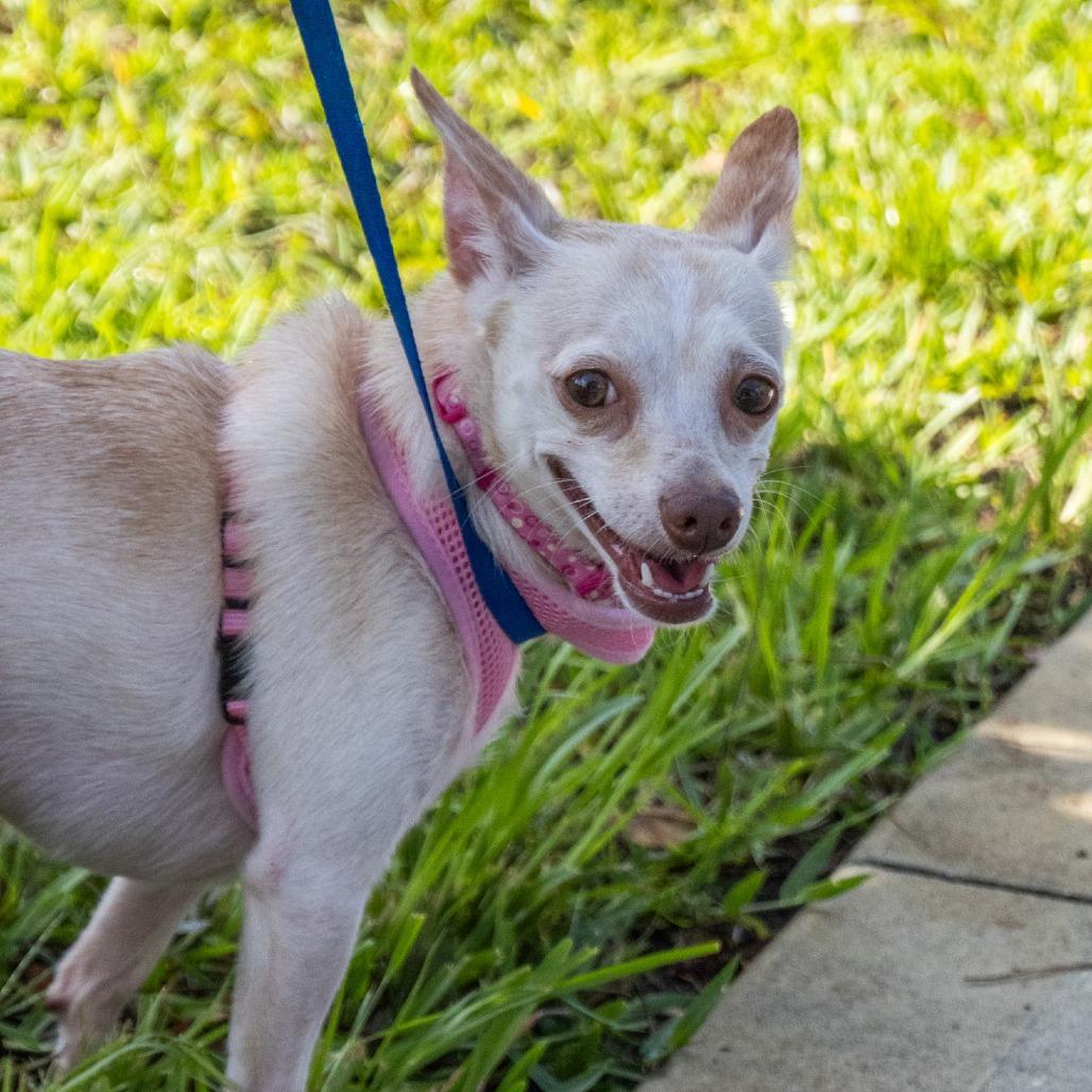 Enlarge Savannah (Bonded with Charlotte), a Adoptable mixed breed in TITUSVILLE, FL image 3/4