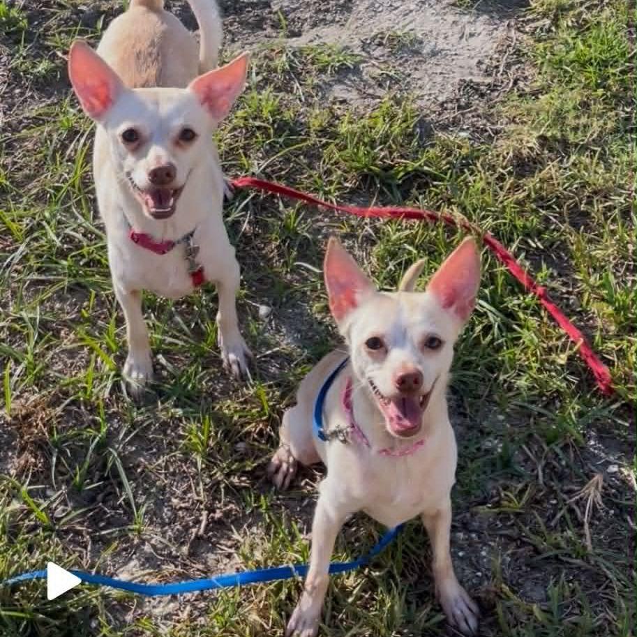 Enlarge Savannah (Bonded with Charlotte), a Adoptable mixed breed in TITUSVILLE, FL image 4/4