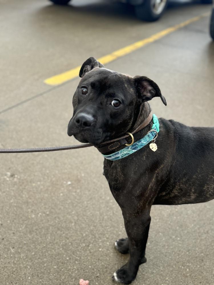 Enlarge Minnie, a ADOPTABLE mixed breed in Mansfield, OH image 2/2