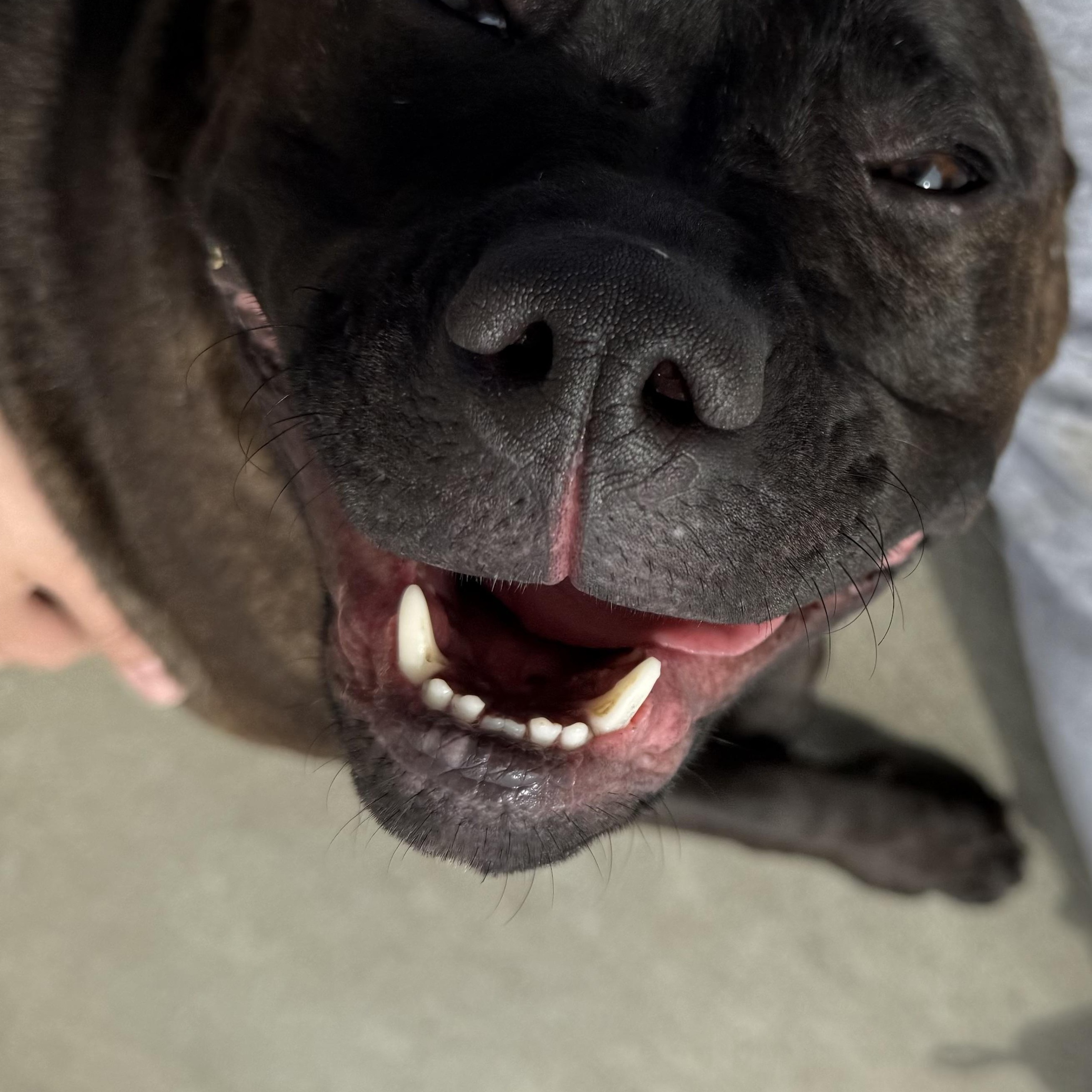 Minnie, a ADOPTABLE mixed breed in Mansfield, OH image 3/4