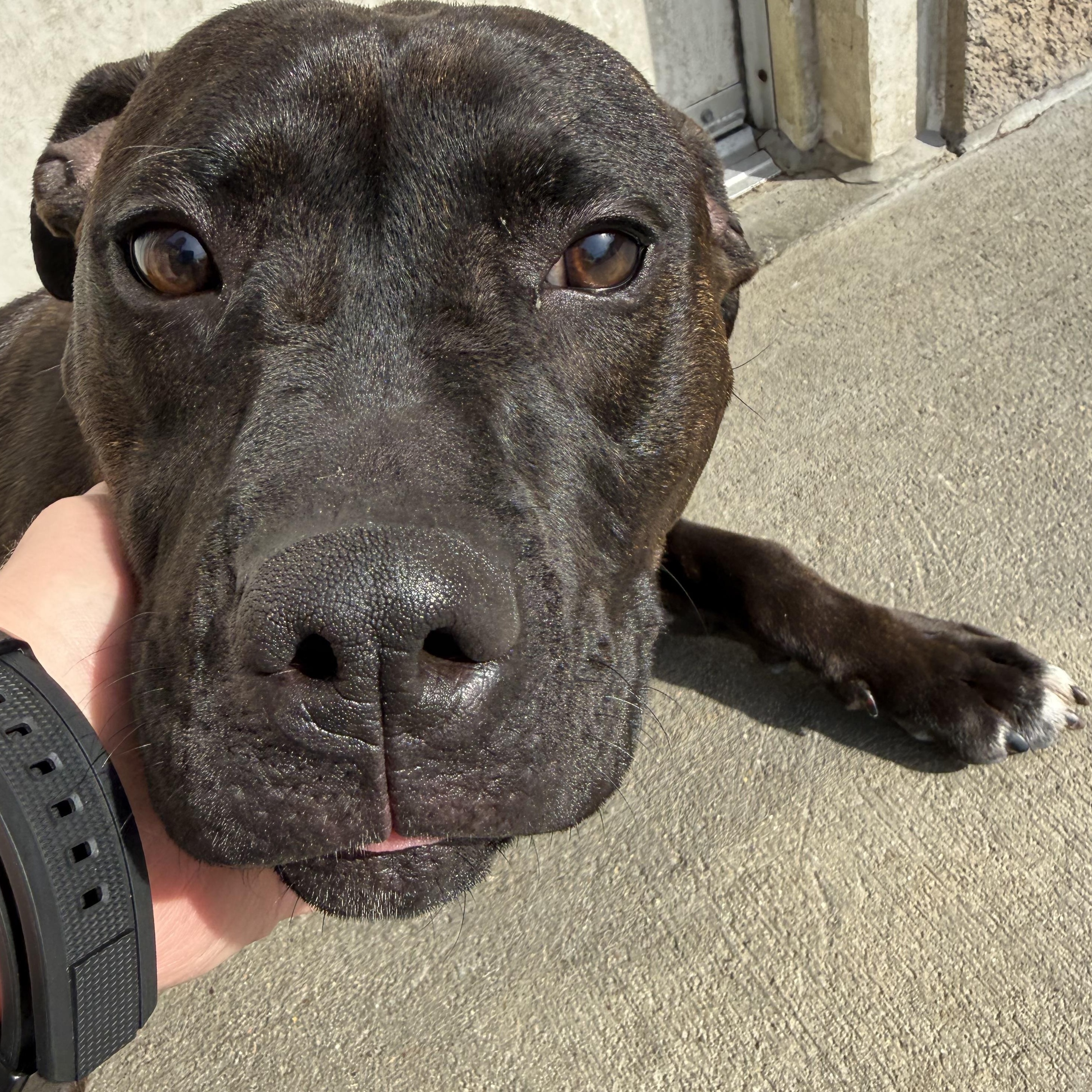 Minnie, a ADOPTABLE mixed breed in Mansfield, OH image 2/4