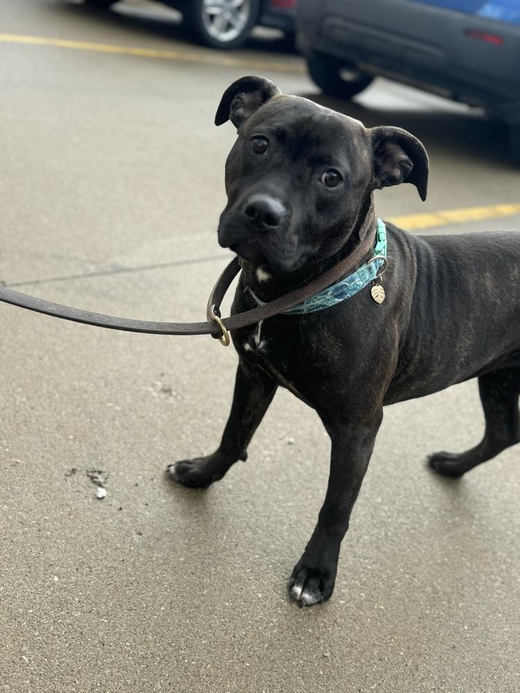 Enlarge Minnie, a ADOPTABLE mixed breed in Mansfield, OH image 1/2