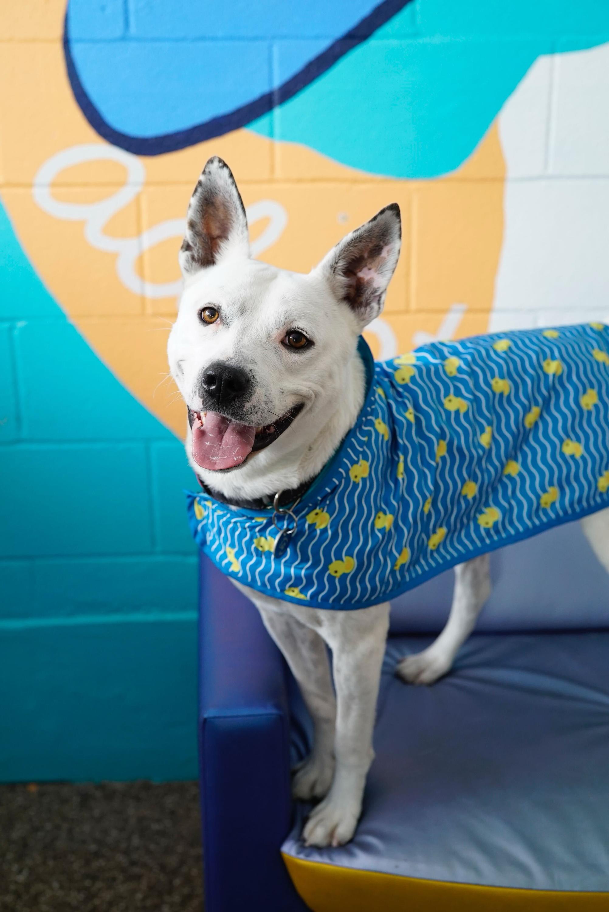 Andrew, Adoptable, Adult Male Cattle Dog & Pit Bull Terrier.