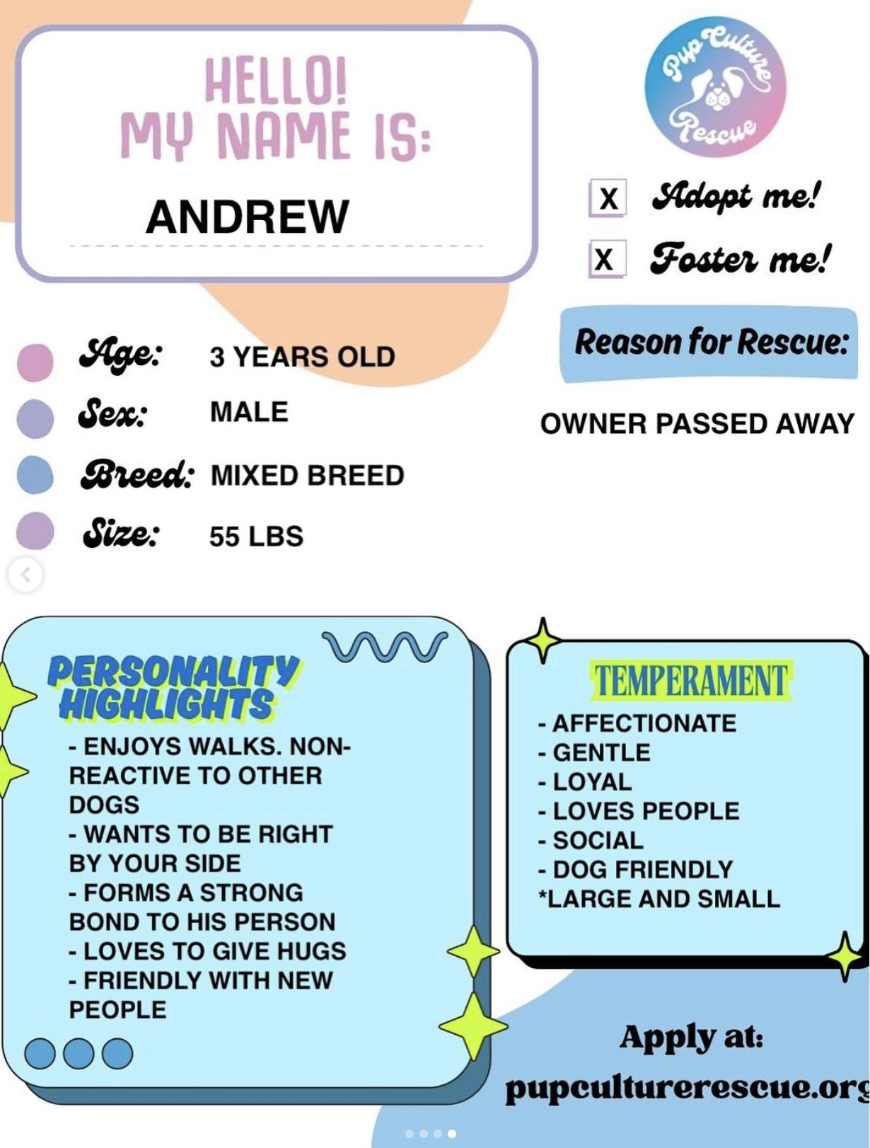 Enlarge Andrew, a Adoptable mixed breed in Pasadena, CA image 2/6