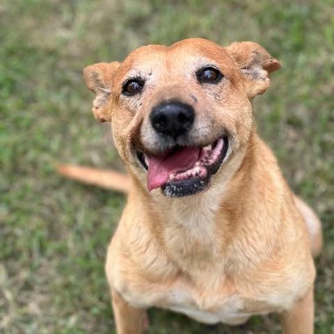 Luna, Adoptable, Senior Female Cattle Dog.