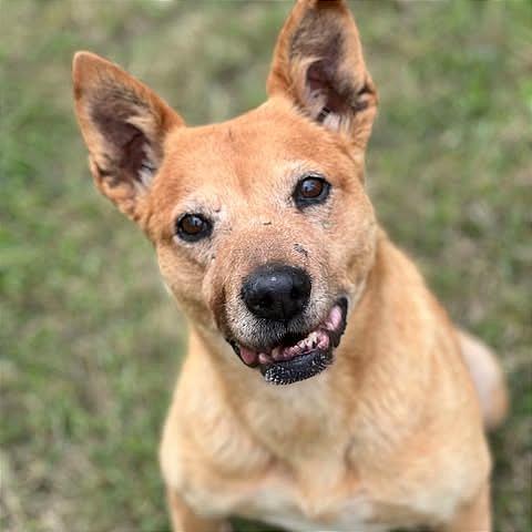 Enlarge Luna, a Adoptable mixed breed in Weatherford, TX image 2/6