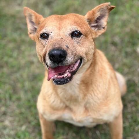 Enlarge Luna, a Adoptable mixed breed in Weatherford, TX image 3/6