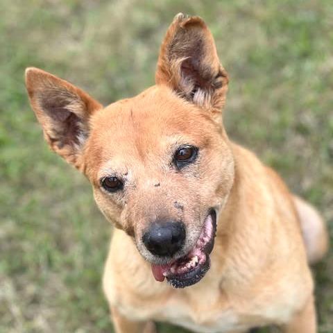 Enlarge Luna, a Adoptable mixed breed in Weatherford, TX image 4/6