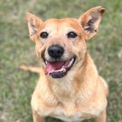 Enlarge Luna, a Adoptable mixed breed in Weatherford, TX image 5/6
