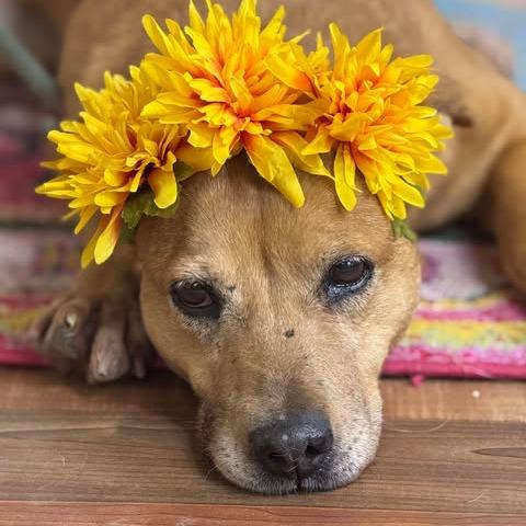 Enlarge Luna, a Adoptable mixed breed in Weatherford, TX image 6/6