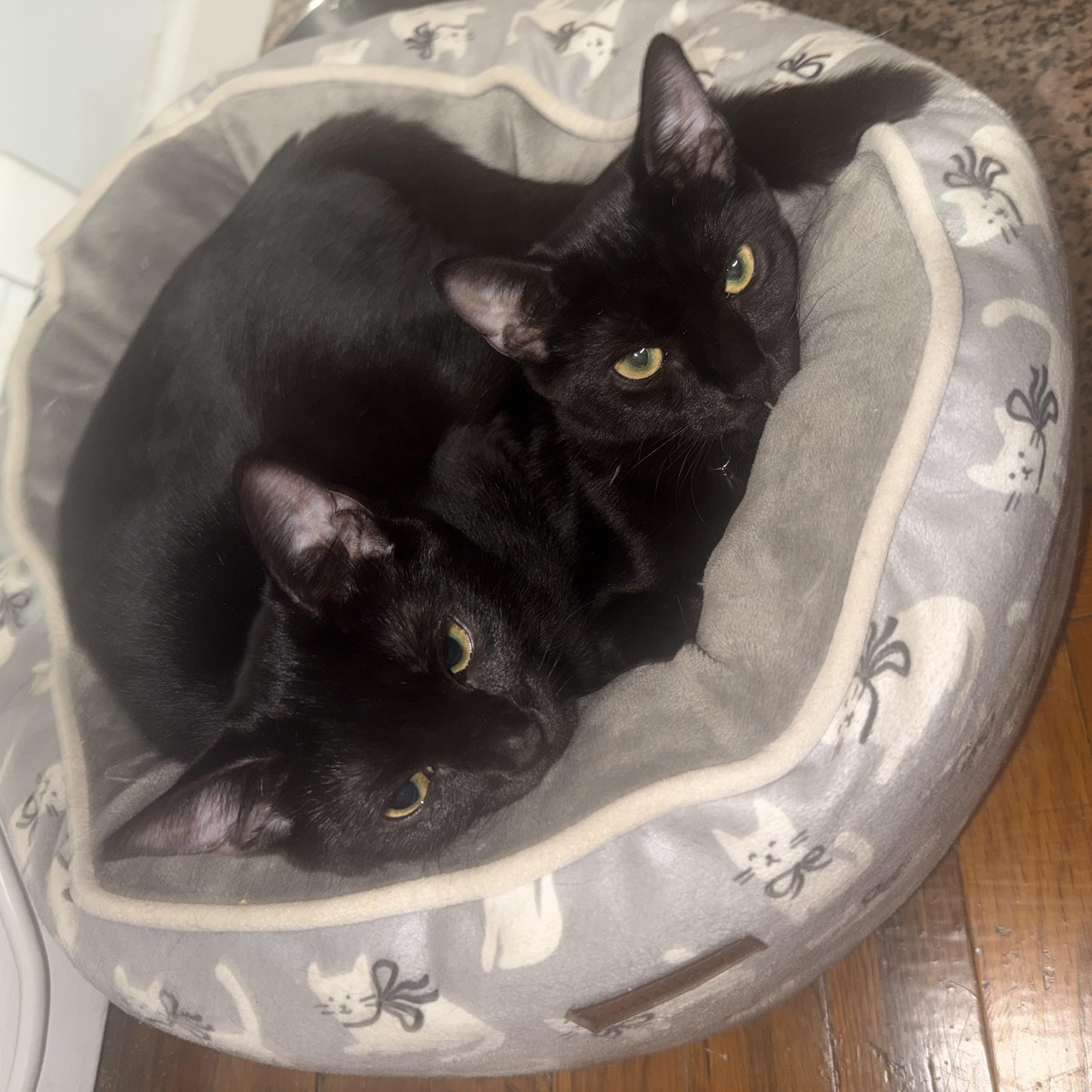 Enlarge Onyx and Midnight, a Adoptable American Shorthair in bronx, NY image 3/3