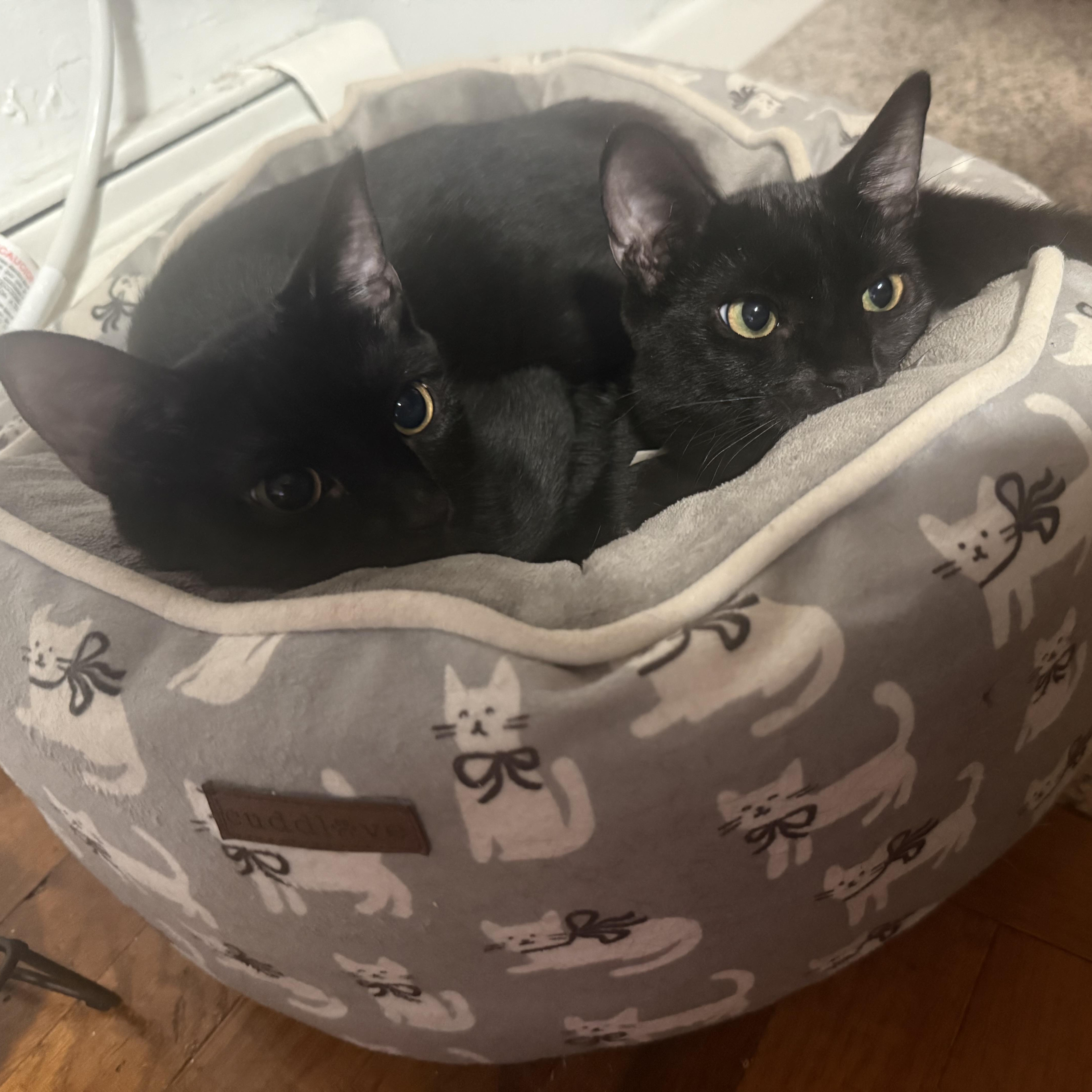 Enlarge Onyx and Midnight, a Adoptable American Shorthair in bronx, NY image 2/3