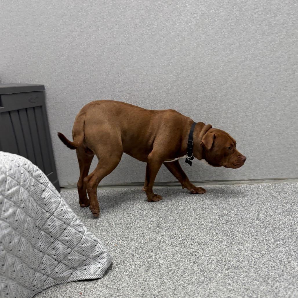 Enlarge Kielbasa, an adopted Mixed Breed in Monticello, IA image 6/6