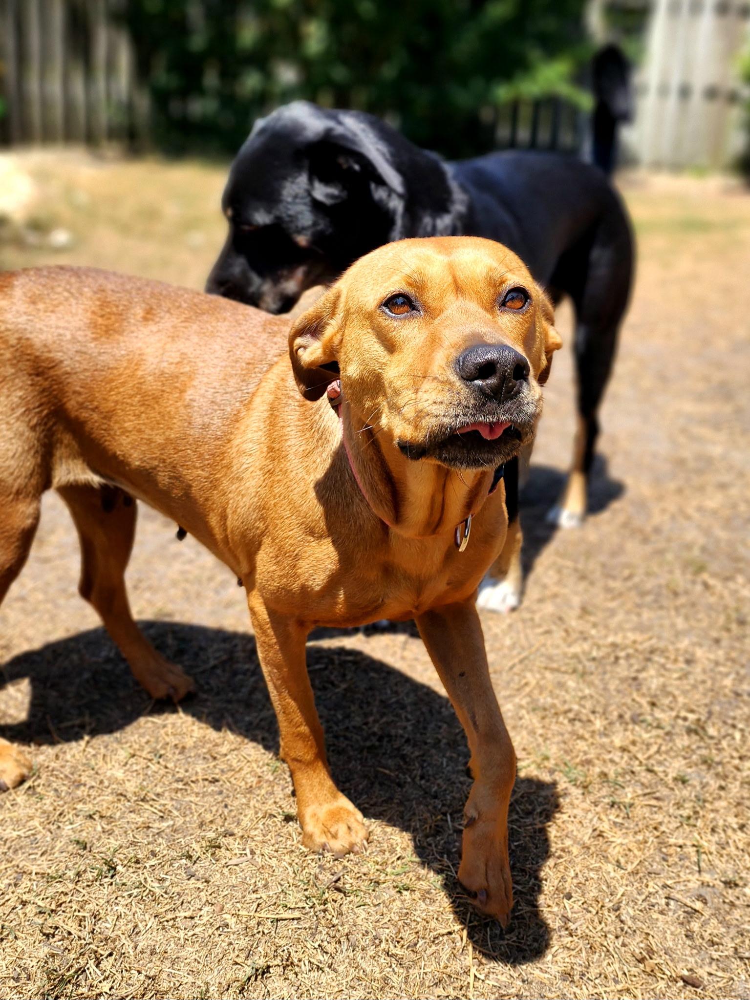 Enlarge Nova , a ADOPTABLE mixed breed in Calabash, NC image 4/6