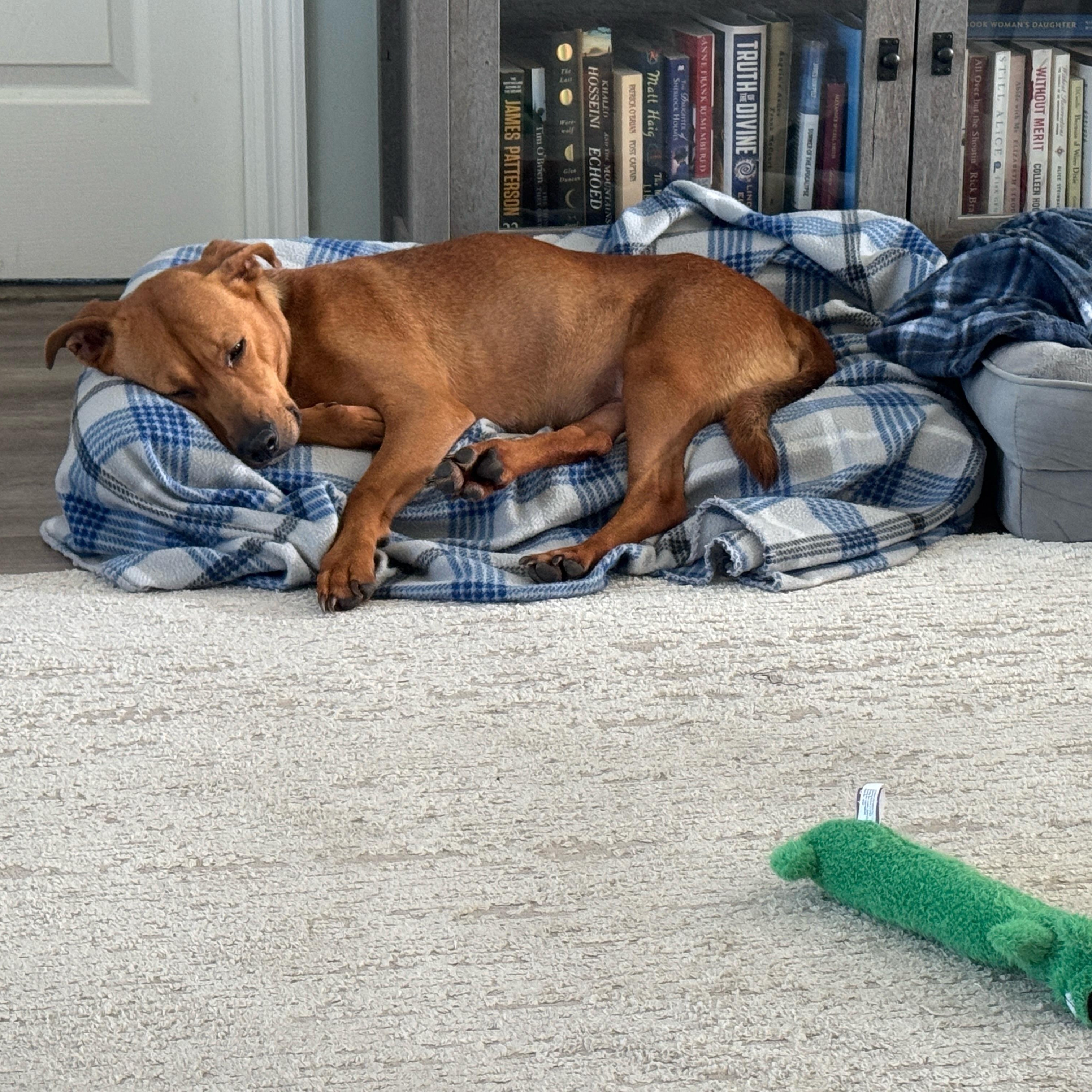 Enlarge Nova , a ADOPTABLE mixed breed in Calabash, NC image 3/4