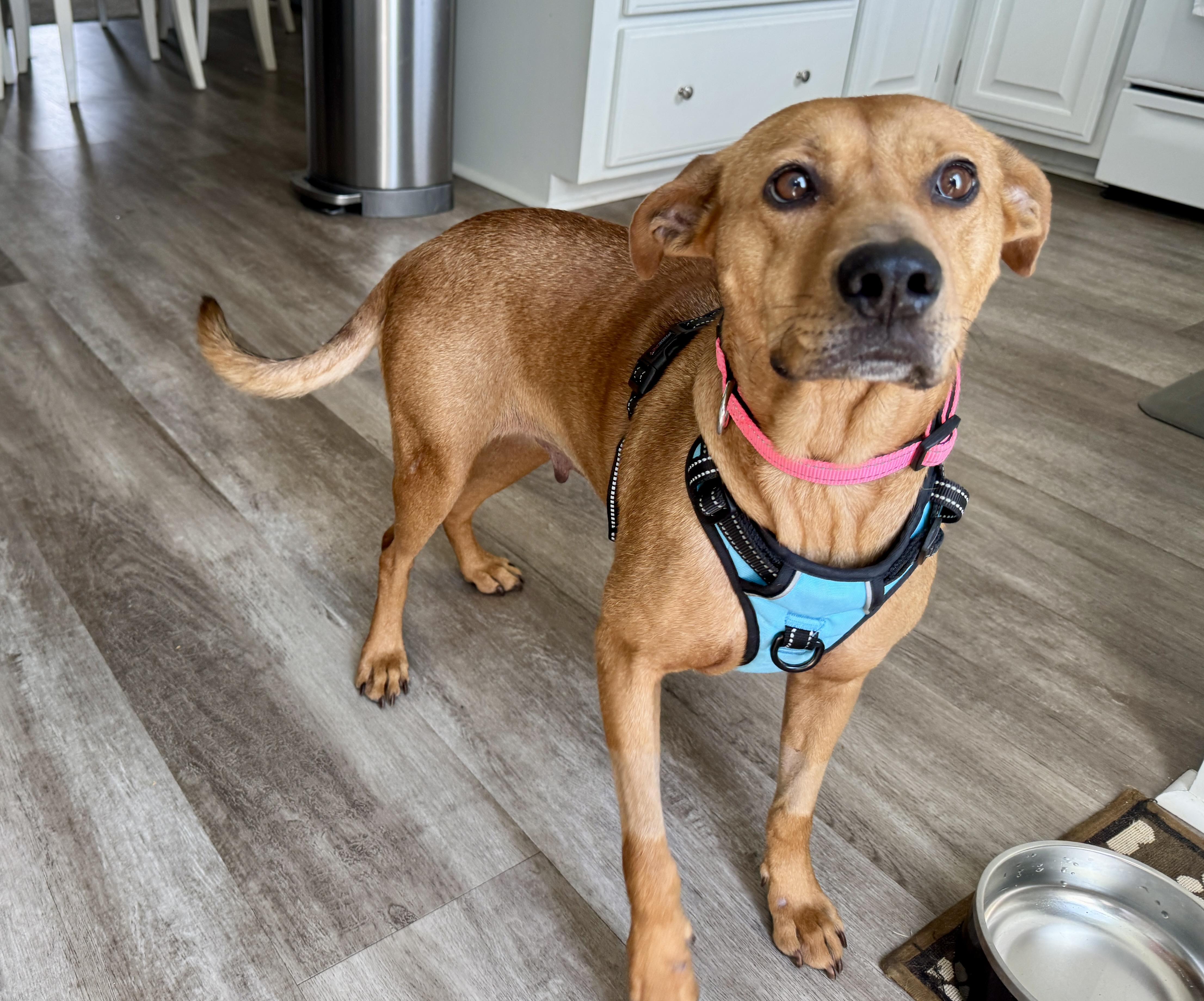 Enlarge Nova , a ADOPTABLE mixed breed in Calabash, NC image 1/4