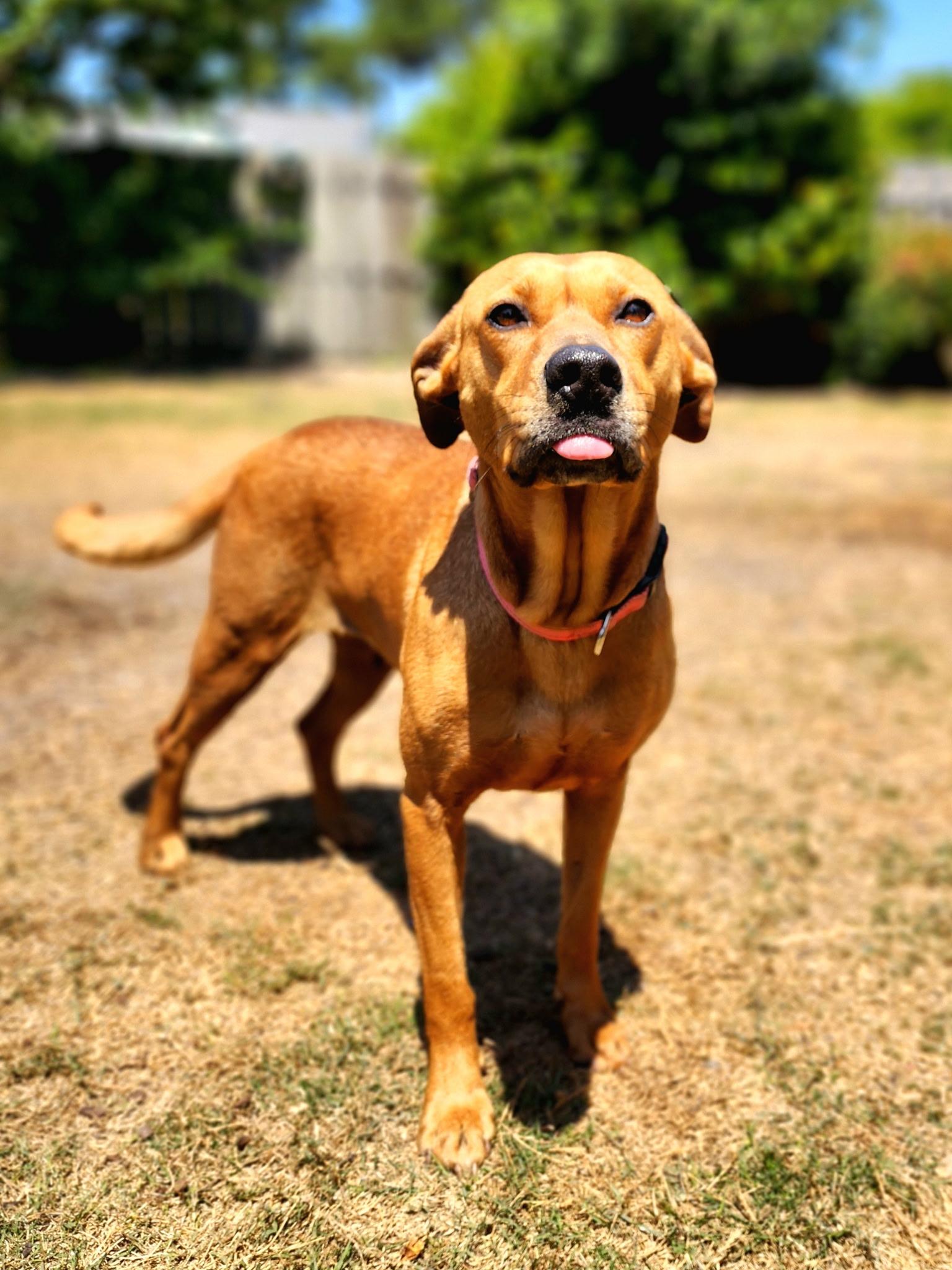 Nova , ADOPTABLE, Adult Female Labrador Retriever.