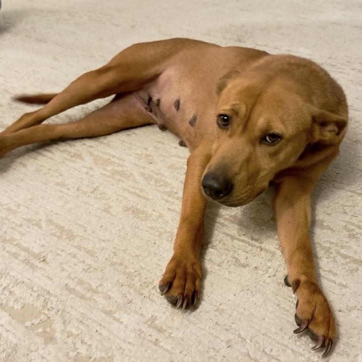 Enlarge Nova , a ADOPTABLE mixed breed in Calabash, NC image 2/4